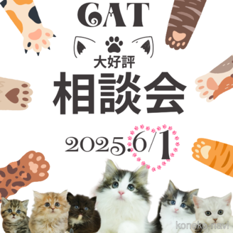 販売中の千葉県のミヌエット(短足)-114049の3枚目